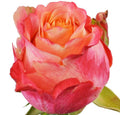 3d Rose, wholesale pink roses