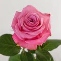New Aqua — wholesale roses