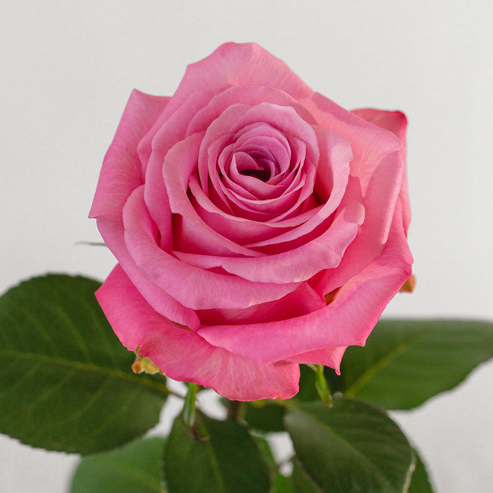 New Aqua — wholesale roses