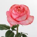 Pink Expression — wholesale roses