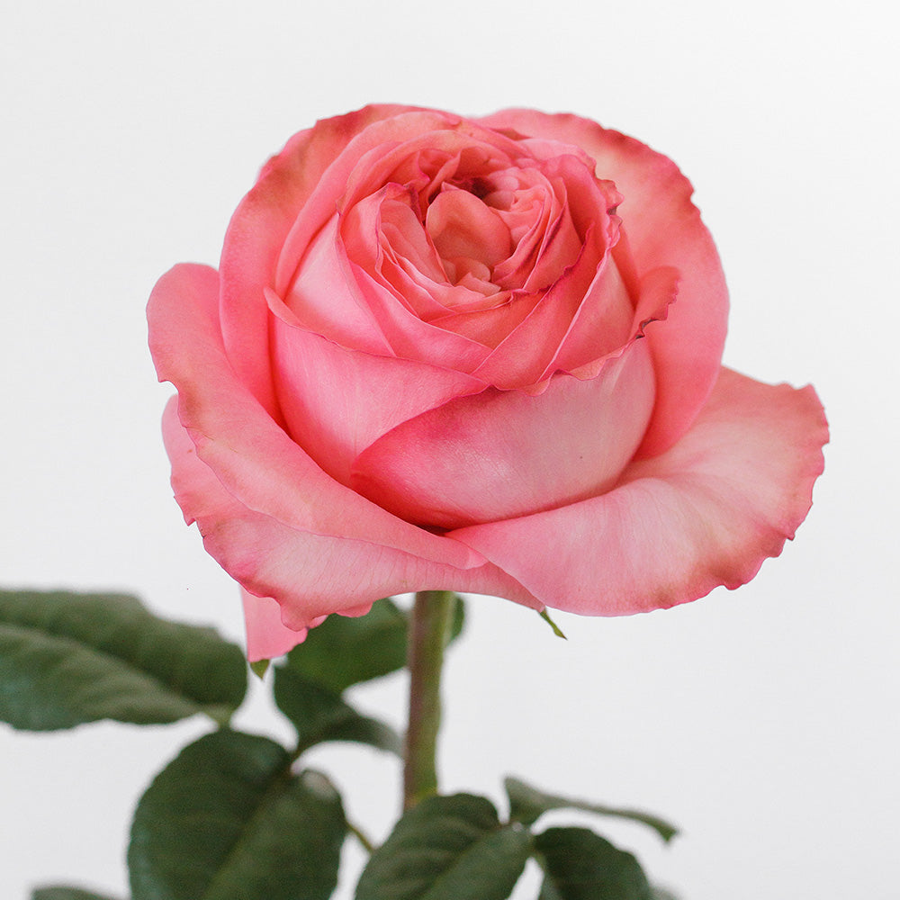 Pink Expression — wholesale roses