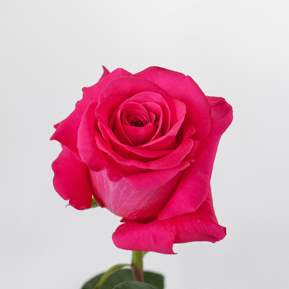 Pink Floyd — wholesale roses