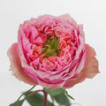 Pink Monster — wholesale roses