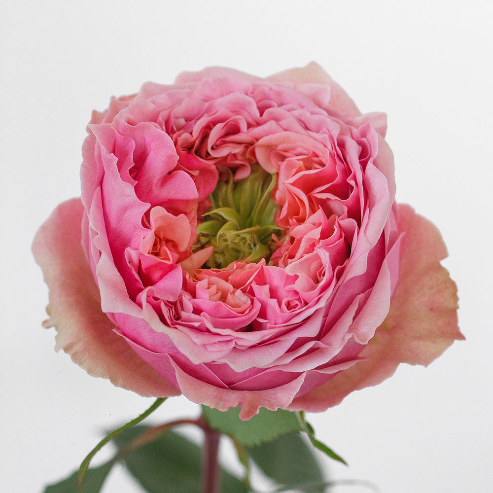 Pink Monster — wholesale roses