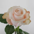 Poma Rosa — wholesale roses