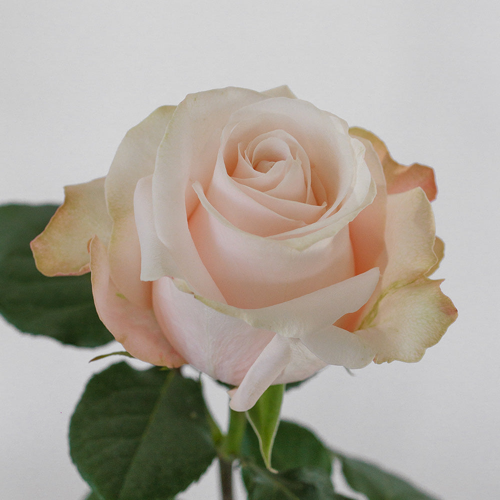 Poma Rosa — wholesale roses