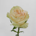 Priority — wholesale roses