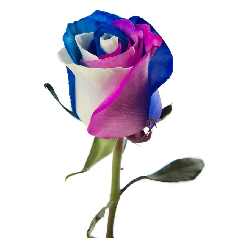 Tinted 3 Colors Rose