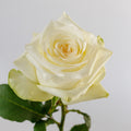 Candlelight — wholesale roses
