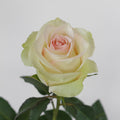 Ragazza — wholesale roses