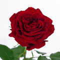 Mayra Red Rose — wholesale