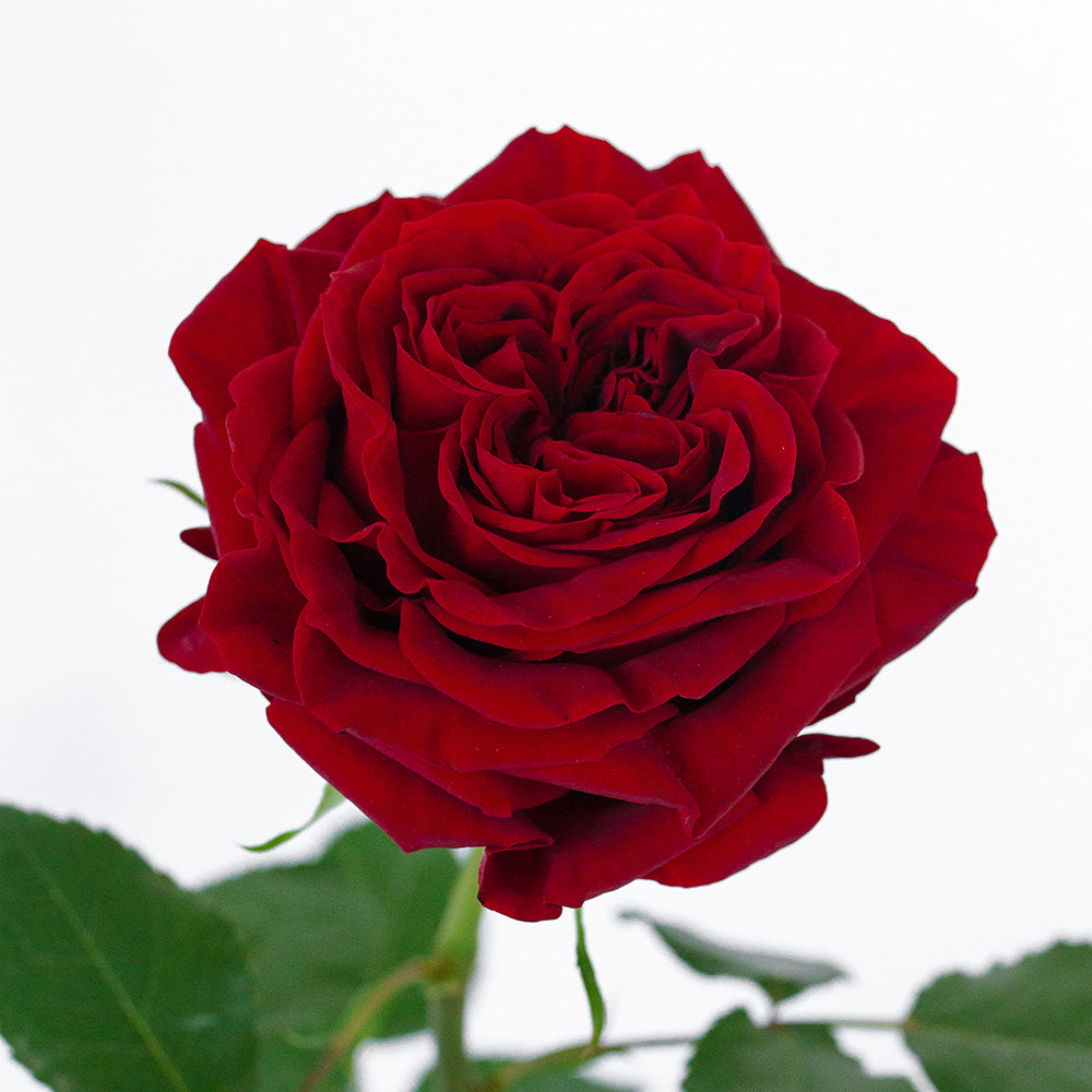 Mayra Red Rose — wholesale