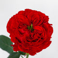 Red Monster Rose — wholesale