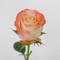 Sevilla 2 Rose — wholesale