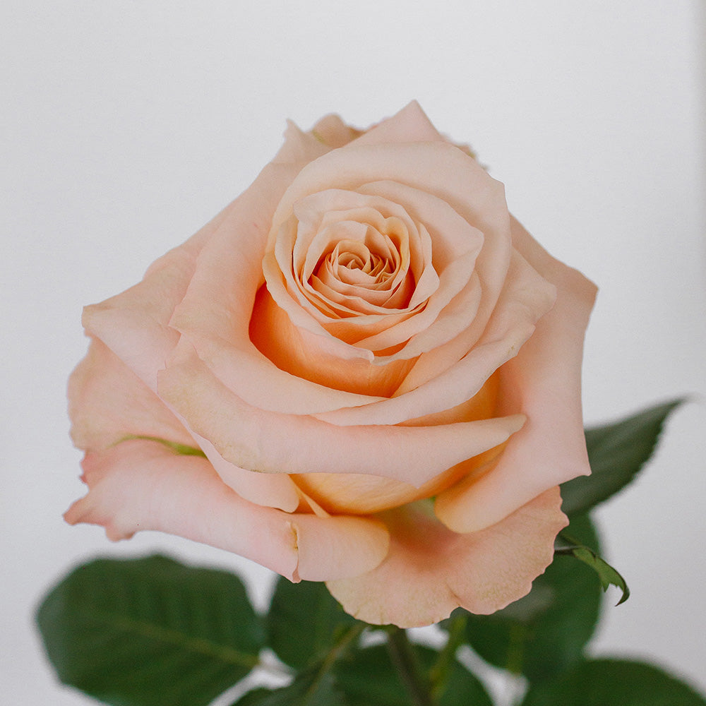Shimmer — wholesale roses