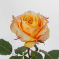 Shine On — wholesale roses