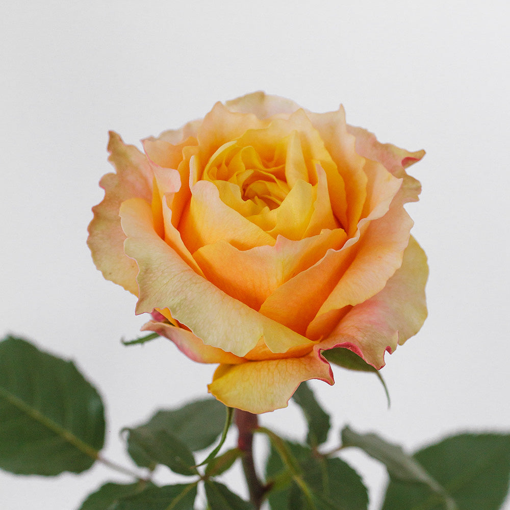 Shine On — wholesale roses