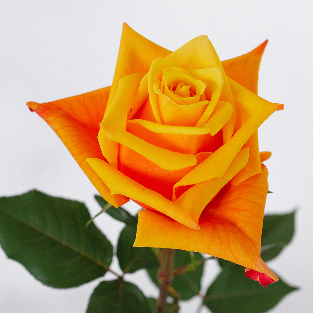 Showbiz — wholesale roses