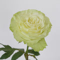 Siente — wholesale roses
