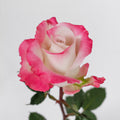 Silver Shadow — wholesale roses