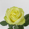 Totem — wholesale roses