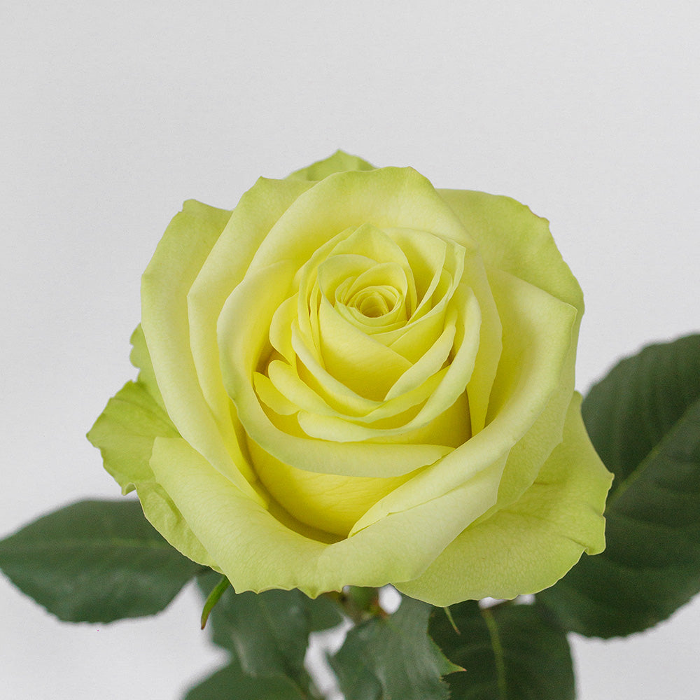 Totem — wholesale roses