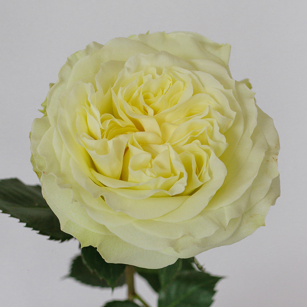 White Mayra — wholesale roses