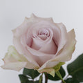 Andrea — wholesale roses
