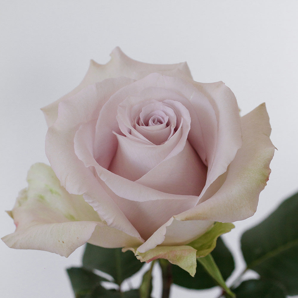 Andrea — wholesale roses