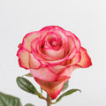 Carrousel — wholesale roses