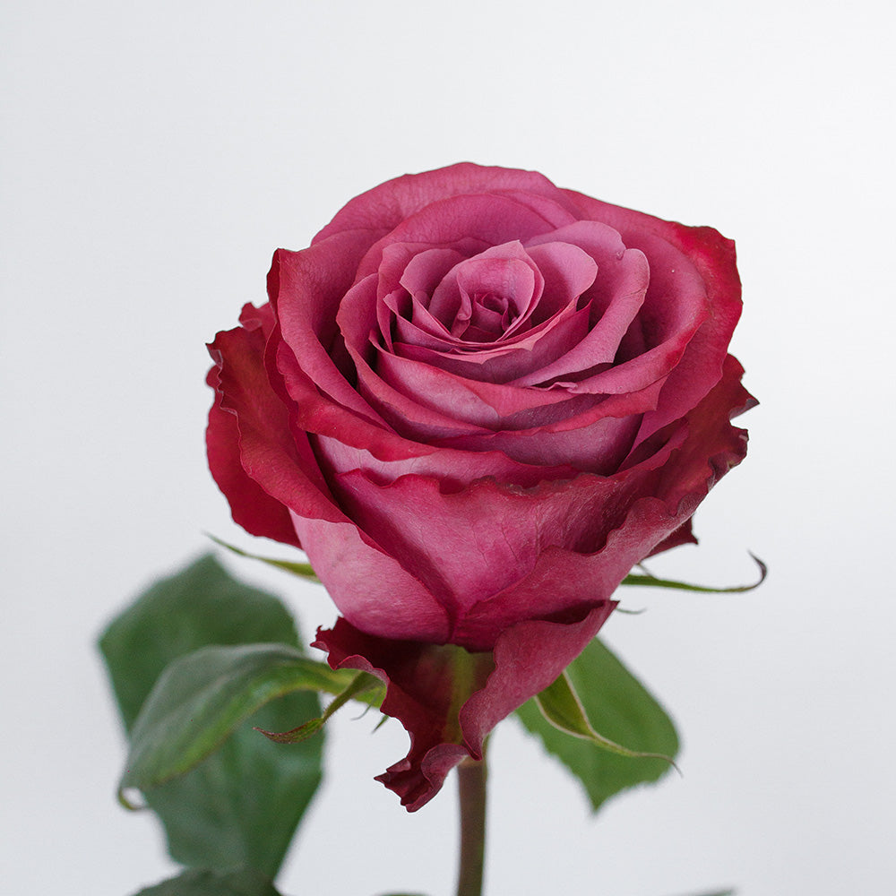 Blueberry 2 Cherry Rose — wholesale