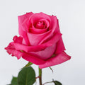 Cotton Candy — wholesale roses