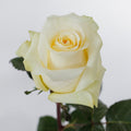 Cream De La Cream — wholesale roses