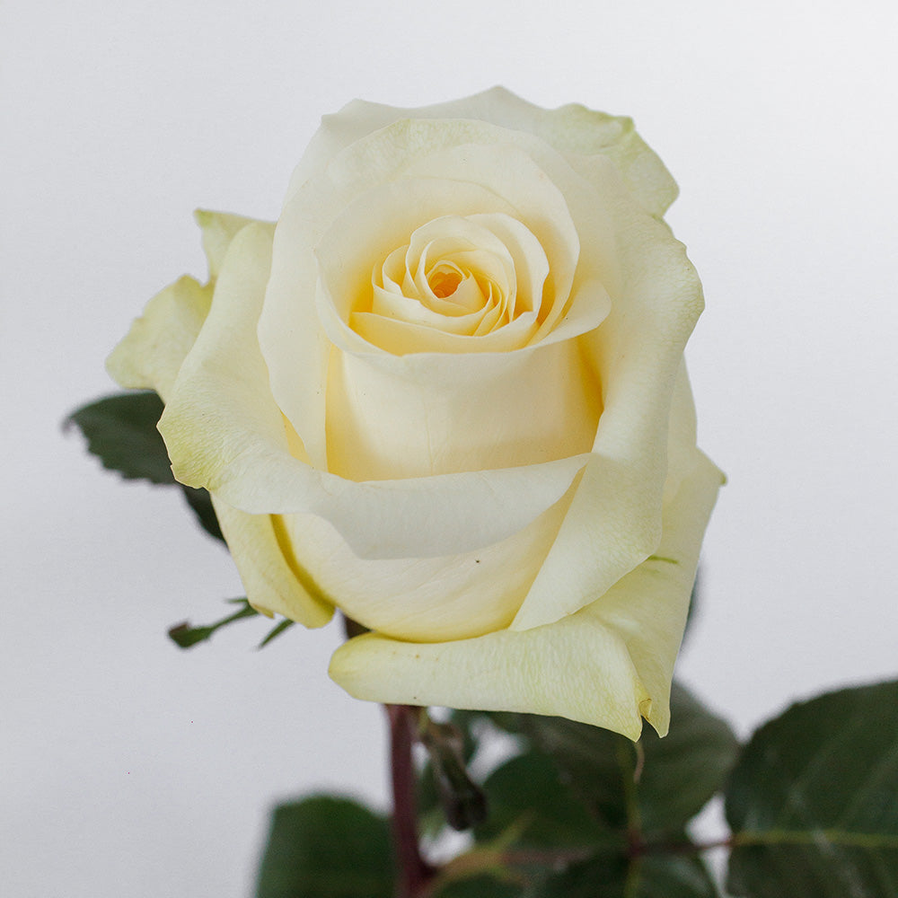 Cream De La Cream — wholesale roses
