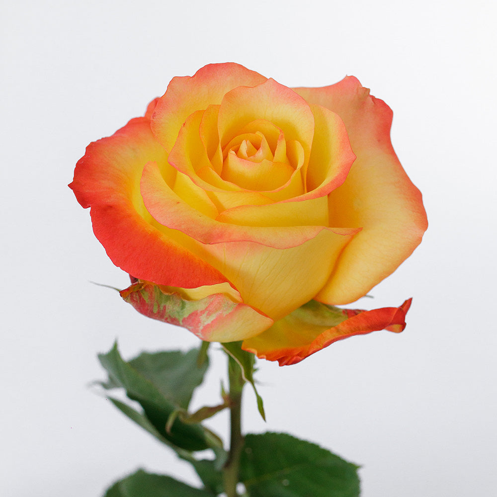 Encanto — wholesale roses