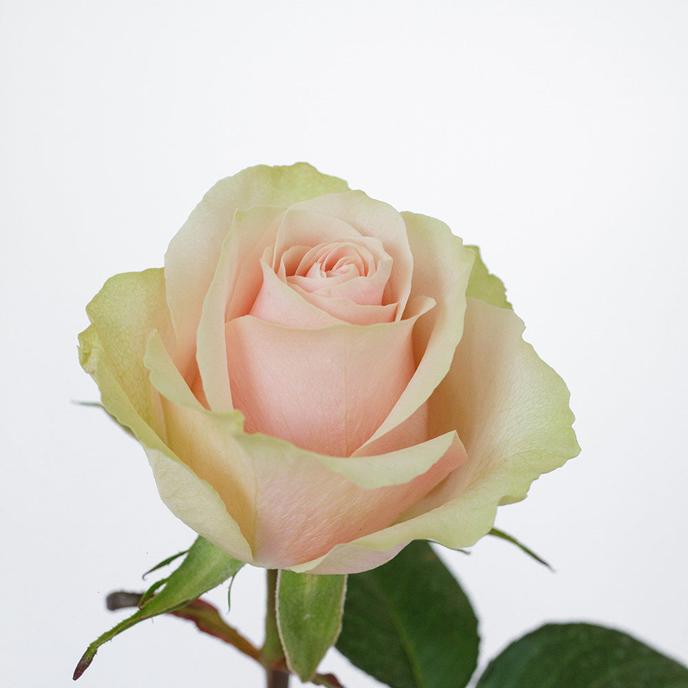 Frutetto — wholesale roses