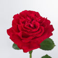 Hot Pink Mayra — wholesale roses