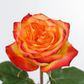 High Magic — wholesale roses