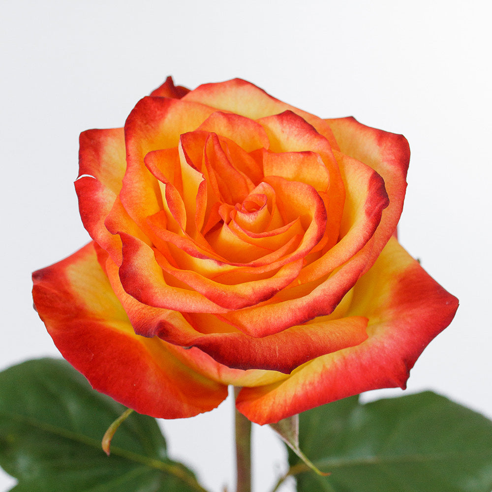 High Magic — wholesale roses