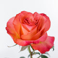 Jalah — wholesale roses