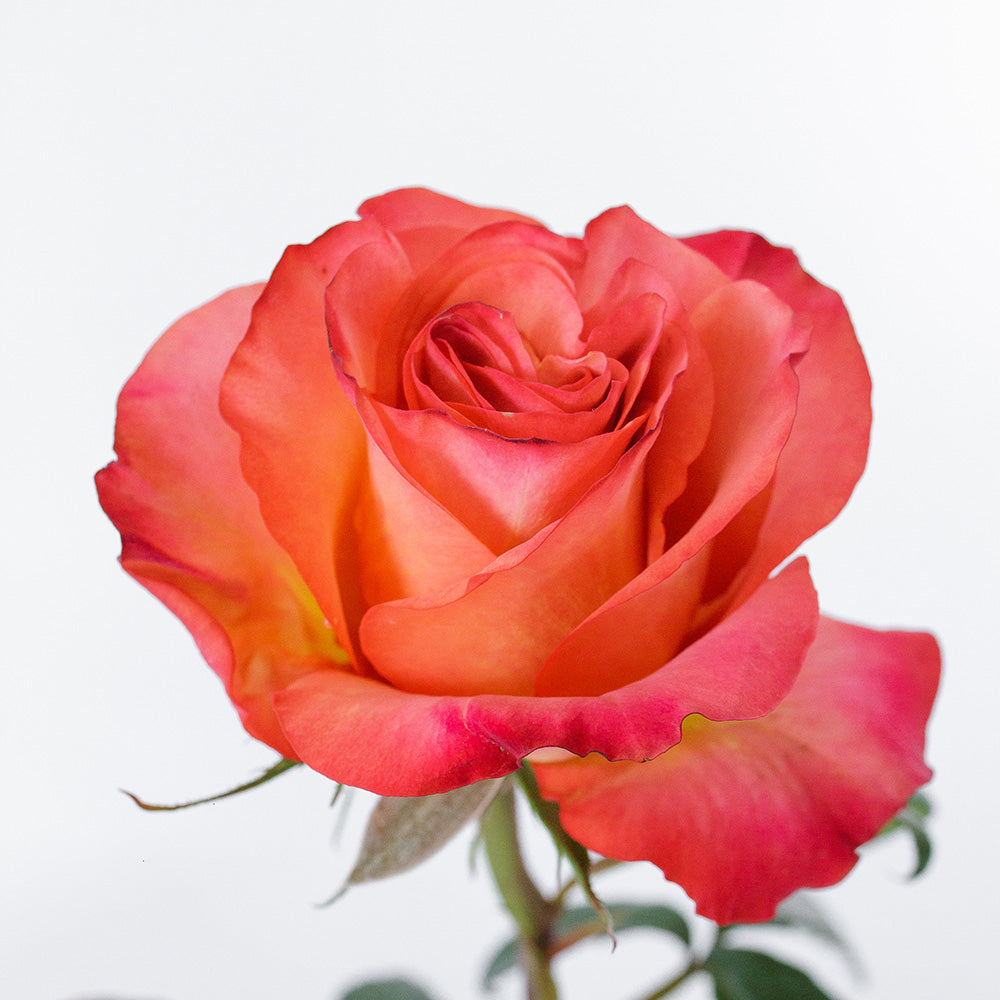 Jalah — wholesale roses