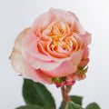 Mayra S Peach — wholesale roses