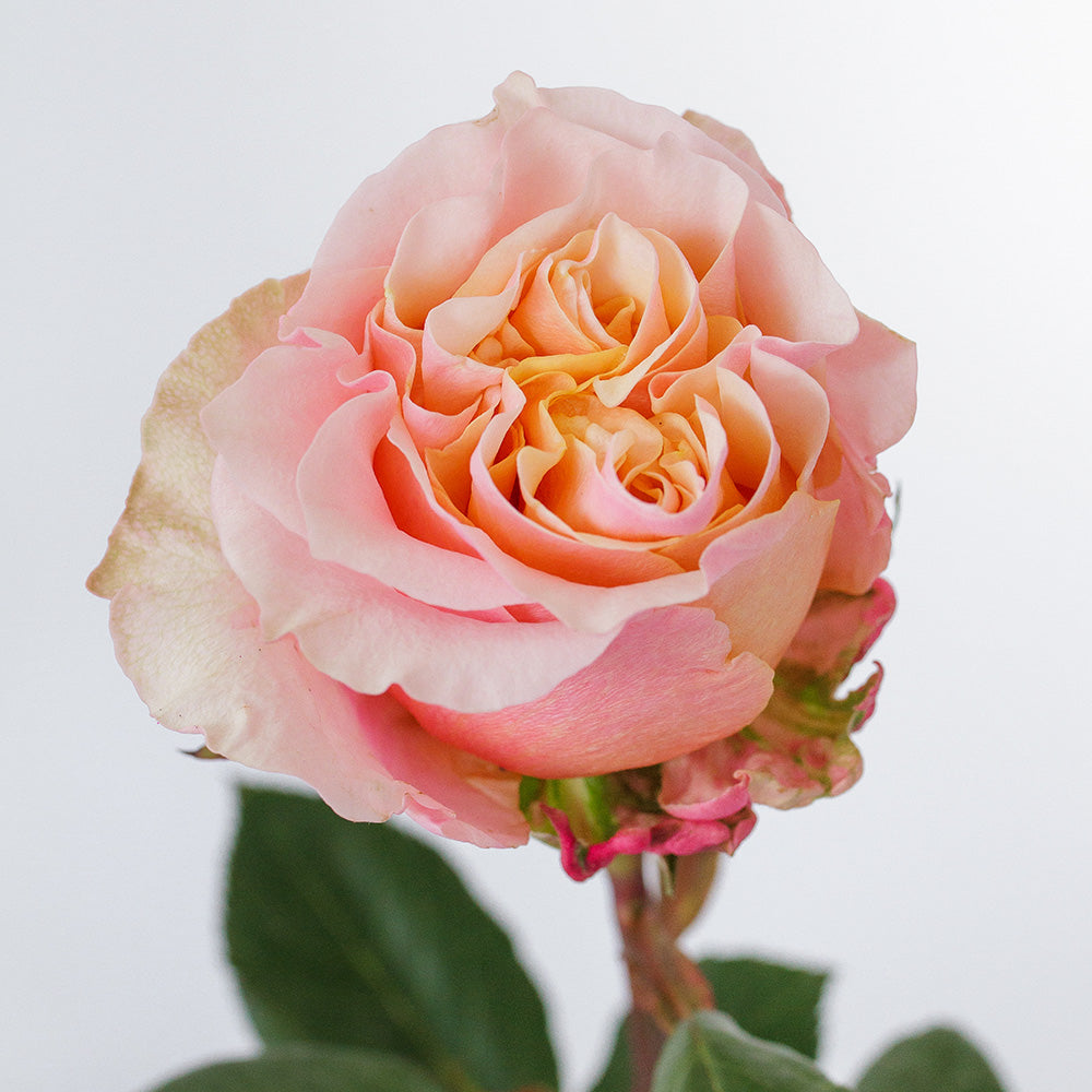 Mayra S Peach — wholesale roses