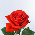 Nina — wholesale roses