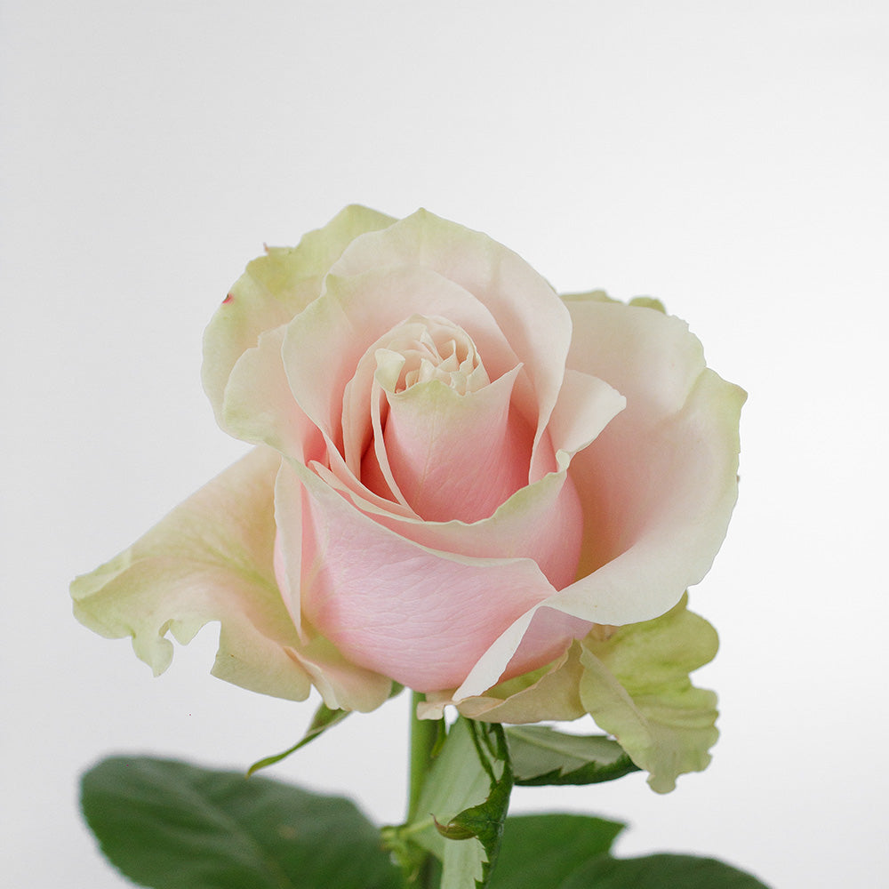 Pink Mondial — wholesale roses