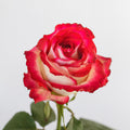 Cinderella Rose — wholesale