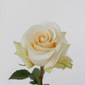 Queen Of Pearl — wholesale roses