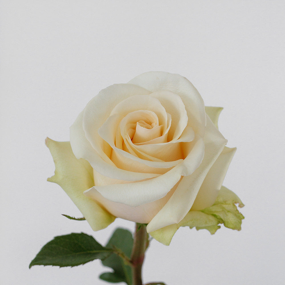 Queen Of Pearl — wholesale roses