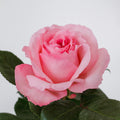 Queen Mayra — wholesale roses