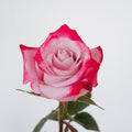 Rock Fire — wholesale roses
